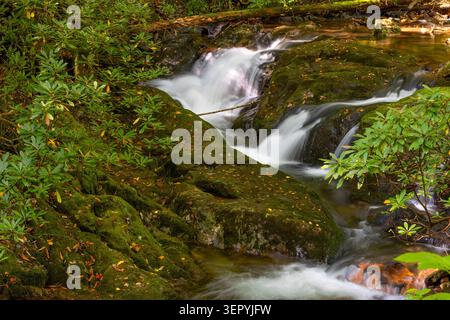 Creek-Wasser fließt über und um moosbedeckte Felsen, die einen Lamar Alexander State Park in Tennessee gesehen haben. Stockfoto