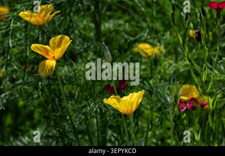 Ein Feld von kalifornischen Mohnblumen Stockfoto