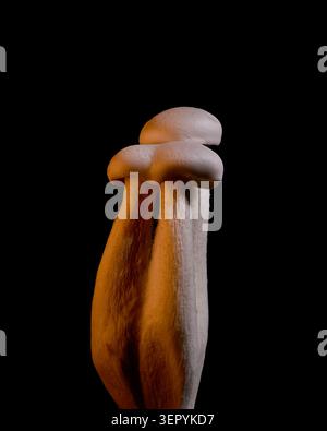 Zwei weiße Shimeji-Pilze stehen eng zusammen unter warmem, dramatischem Licht isoliert auf Schwarz. Stockfoto