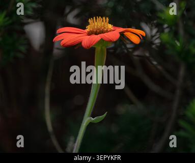 Eine hübsche rote mexikanische Sonnenblume Stockfoto
