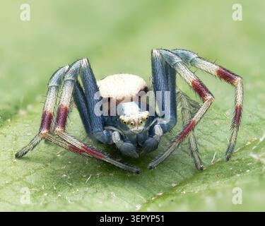 Männliche Misumena vatia-Krabbenspinne, die auf Blatt ruht. Tipperary, Irland Stockfoto