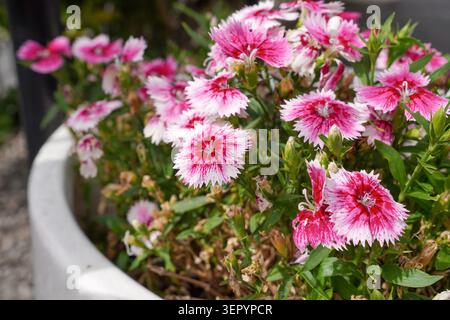 Kleine rosafarbene Blüten im Gartenblumentopf. Saisonale Blüten Stockfoto