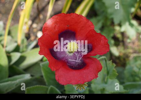Einzelner scharlachroter Mohnblumenkopf im Garten. Sommerblüte Stockfoto