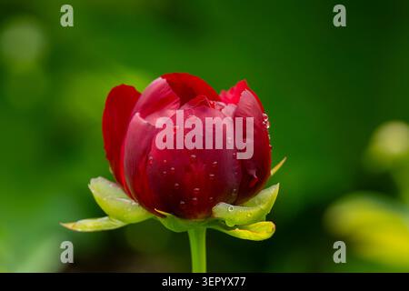 Tiefrote Pfingstrosen-Knospen (Paeonia „Mahagoni“), bedeckt mit frischen Regentropfen, aus nächster Nähe vor einem weichen grünen Gartenhintergrund mit natürlichem Bokeh erfasst. Stockfoto