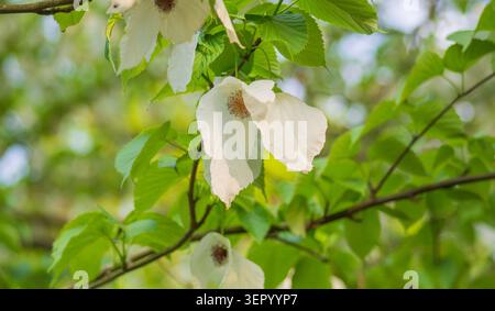Davidia involucrata, allgemein bekannt als Taschentuch Tree, Taschentuch Tree oder Dove Tree, Kenwood House, Hampstead Heath, April, Großbritannien. Stockfoto