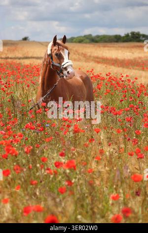 13.06.2024, Deutschland, Brandenburg, Schönfeld - Ein Pony steht mitten auf einem Mohnfeld. 00S240613D140CAROEX.JPG [MODELLVERSION: NICHT ZUTREFFEND, P Stockfoto