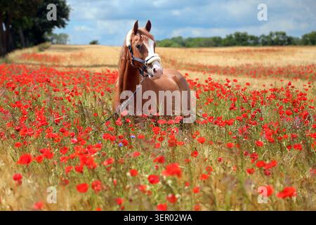 13.06.2024, Deutschland, Brandenburg, Schönfeld - Ein Pony steht mitten auf einem Mohnfeld. 00S240613D142CAROEX.JPG [MODELLVERSION: NICHT ZUTREFFEND, P Stockfoto