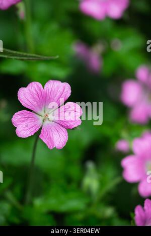 Einzelne rosafarbene Geranium Blume mit fünf Blütenblättern in der Blüte verschwommene grüne Blätter und andere rosa Blumen im Hintergrund Garten Stockfoto