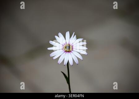 Weiße Blume mit violetten Blütenspitzen und einem gelben dunklen Zentrum auf einem grünen Stiel verschwommener grauer Hintergrund Botanischer Garten Stockfoto