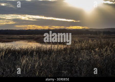 Vordergrunddetail der getrockneten Feuchtgebiete der Prärie unter einem kalten, bewölkten Sonnenuntergang in Feuchtgebieten außerhalb von Lawrence, Kansas. Stockfoto