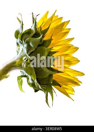 Sonnenblume. Nahaufnahme. Isoliert. profilansicht Stockfoto