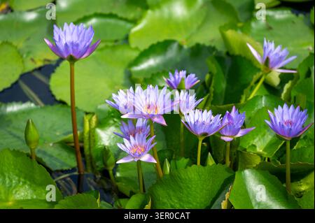 Wunderschöne lila Seerosen blühen in einem friedlichen Lotusteich im Chi Lin Nunnery, Hongkong Stockfoto