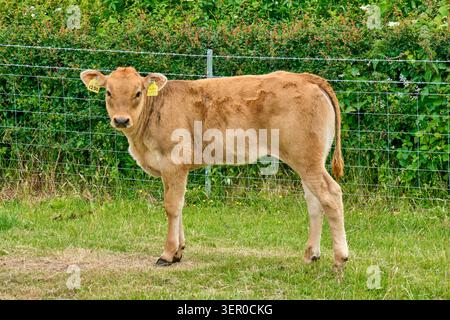 Kalb in Field Neat Middle Woodbatch, Bishop's Castle, Shropshire Stockfoto