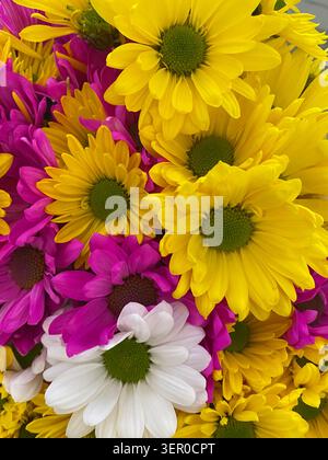 Nahaufnahme einer Gruppe von bunten Müttern in Gelb, Rosa und weiß. Stockfoto
