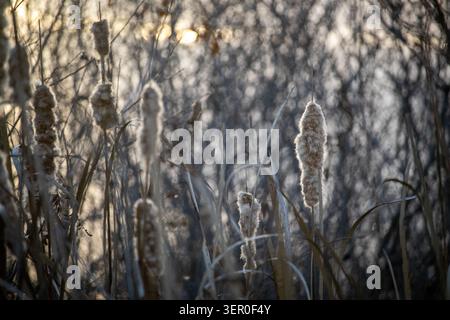 Eine Reihe von Raubkatzen verliert ihre Hautschuppen, wenn der Abend im frühen Winter im Osten von Kansas fällt. Stockfoto