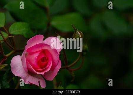 Eine exquisite Gartenrose in einem sanften rosafarbenen Farbton im Sonnenlicht. Stockfoto