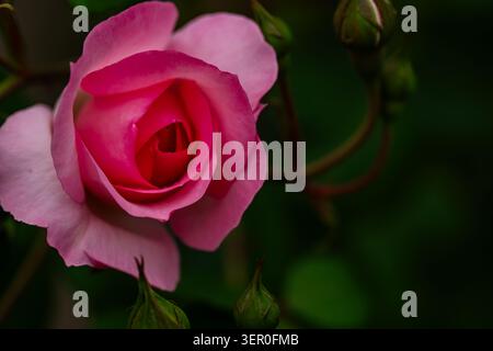Eine romantische Komposition mit einer blühenden Rose in zartem Rosa im Garten. Stockfoto
