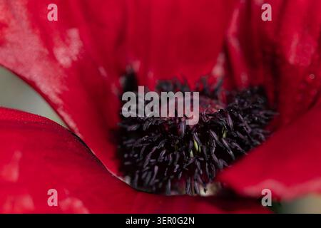 Nahaufnahme des Stigmas eines roten Mohns. Die Blütenblätter leuchten rot. Stockfoto
