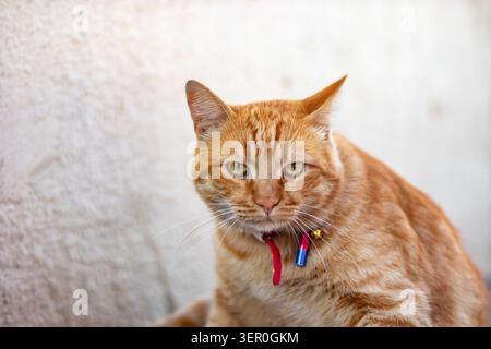 Die orangefarbene Tabbykatze sitzt an einer strukturierten weißen Wand mit tief unbeeindruckt ausdrucksstarkem Ausdruck, roter Kragen mit sichtbarer Glocke. Breiterer Rahmen zeigt eine Ganzkörper-Stütze Stockfoto