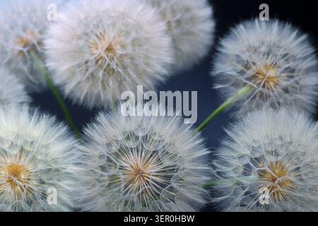 Flauschige Löwenzahn-Samenköpfe in Nahaufnahme-Makro auf dunklem atmosphärischem Hintergrund. Wunderschönes, detailliertes saisonales Botanik-Muster mit professionellem Layouttext Stockfoto