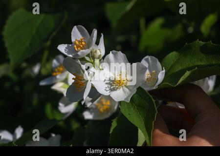 Eine Hand hält Jasminblüten in einem Garten. Die Blüten sind weiß mit gelben Mittelpunkten. Helles Licht hebt ihre Details hervor. Grüne Blätter umgeben das f Stockfoto