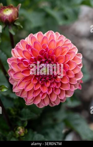 Eine perfekt symmetrische rosa und orangene Dahlia (Dahlia hortensis) Blumenkopf blüht in einem Sommergarten. Stockfoto