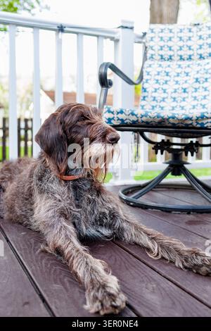 Ein deutsches Drahtgeflecht liegt auf einem Holzdeck. Der Hund hat eine ruhige Haltung und ruht neben einem blau gemusterten Stuhl. Die Einstellung ist hell Stockfoto