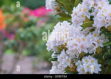 Weiße Rhododendron-Sträucher blühen im April im Kenwood House in Hampstead Heath Stockfoto