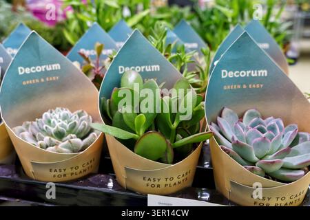 Saftige Pflanzen in einzigartiger Verpackung mit der Aufschrift „Decorium“, die in einem Einzelhandelsbereich angeordnet sind und leuchtende grüne und violette Farben für die Gartenarbeit im Innenbereich bieten Stockfoto