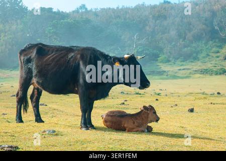 Ein wunderschöner Profilfoto, der eine schwarze Kuh gefangen nimmt, die schützend neben ihrem kleinen braunen Kalb steht, das auf einer sonnendurchfluteten grünen Wiese liegt. Einstellung in t Stockfoto