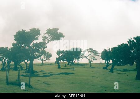 Eine wunderschöne, stimmungsvolle Landschaft des berühmten Fanal-Waldes auf Madeira mit alten verdrehten Lorbeerbäumen, die auf einer grünen Wiese wachsen. Ein schwerer bl Stockfoto