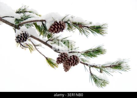 Kurblattkiefer (Pinus echinata) mit Tannenzapfen Stockfoto
