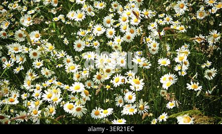 Eine üppige Wiese voller blühender Gänseblümchen (Leucanthemum), Wandern im Frühjahr entlang des Waldnaab, Oberfpalz Stockfoto