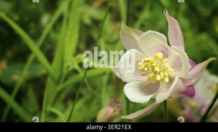 Nahaufnahme einer kolumbine (Aquilegia) in blassrosa, mit gelben Staubblättern, in grünem Gras, Frühling, Waldnaabtal Naturpark, Oberpfalz Stockfoto