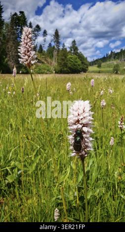Zwei grüne Käfer, Gartenscheuer (Phyllopertha horticola), die sich auf einer blassrosa Blume inmitten einer grünen Landschaft mit bewaldeter Kulisse, Krem, paart Stockfoto