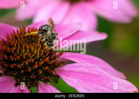 Eine mit Pollen bedeckte Hummel (Bombus), die Pollen frontal auf einer roten Sonnenhutpflanze (Echinacea) sammelt, Makro, Arkansas, USA. Stockfoto