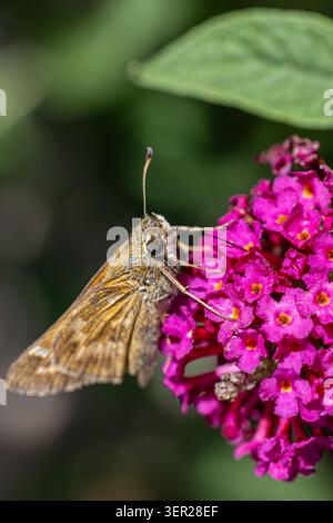 Ein Skipperfalter (Hesperiidae), der an einer orangefarbenen Sonnenhutblume (Echinacea) füttert, Makro-Nahaufnahme, Arkansas, USA. Stockfoto