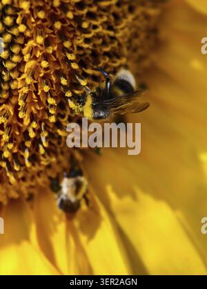 Nahaufnahme einer Honigbiene APIs mellifera bestäubt Sonnenblume Helianthus annuus Kopf umgeben von gelben Blütenblättern Stockfoto