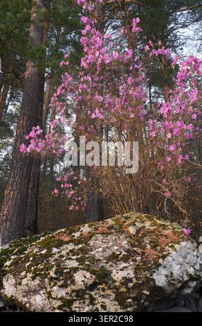 Rhododendron dauricum Sträucher mit Blumen (populäre Namen bagulnik, Maralnik) im altai-Kiefernwald Stockfoto