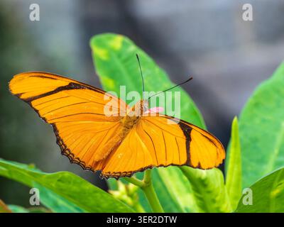 Leuchtend orange Julia Longwing Butterfly (Dryas Iulia) sitzt auf einem grünen Blatt im Butterfly Experience, Brookside Gardens, MD Stockfoto