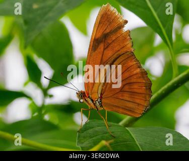 Leuchtend orange Julia Longwing Butterfly (Dryas Iulia) sitzt auf einem grünen Blatt im Butterfly Experience, Brookside Gardens, MD Stockfoto