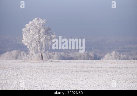 Einsame Birke auf dem Feld. Sibirische natürliche Winterlandschaft. Gefrorene Birken bedeckt mit Raureif und Schnee Stockfoto