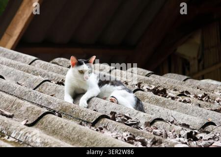 Schwarz-weiße Katze Hauskatze auf dem alten Dach, umgeben von trockenen Blättern Sonnenlicht entspanntes Outdoor Herbst friedliches Tierporträt Stockfoto