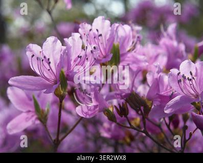 Der Blick auf die leuchtend violetten Rhododendronblüten im Hinterlicht. Das Frühlings-Hanami-Festival. Japan Stockfoto