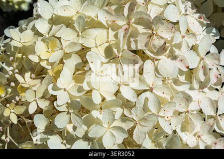 Weiße Hortensie Blume Cluster Nahansicht mit zarten Blütenblättern und natürlichen Texturen Stockfoto