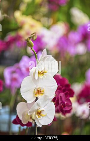 Weiße Orchideen im botanischen Garten Stockfoto