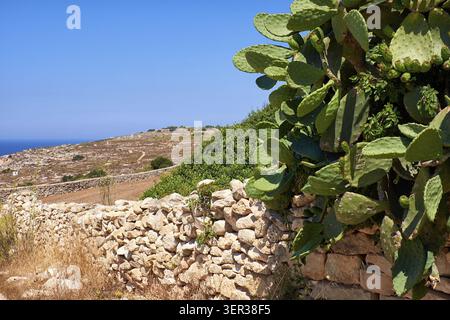 Der Blick von der südlichen Küste von Qrendi Region, in der Nähe von megalithischen Tempel von Hagar Qim und Mnajdra mit Stein Zaun und Opuntia Kaktus im Vordergrund. M Stockfoto