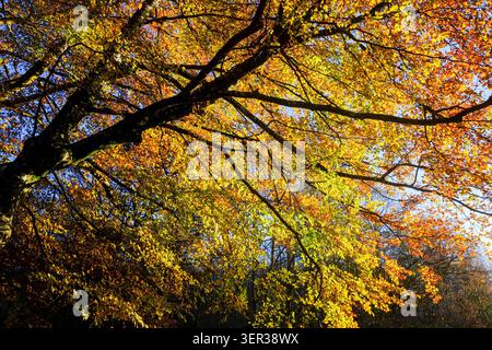 Niedriger Blickwinkel mit Blick auf die Äste eines großen Baumes mit leuchtenden orangefarbenen und gelben Blättern vor blauem Himmel Stockfoto
