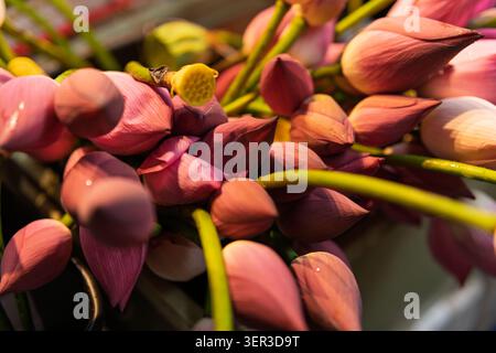 Nahaufnahme der frischen rosafarbenen Lotusblüten (Nelumbo nucifera) mit einer kleinen gelben Samenkapsel, die auf einem Morgenmarkt in Damanong, Hangzhou, Chi gezeigt wird Stockfoto