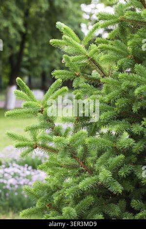 Fichtenzweige im Frühling schließen sich Stockfoto